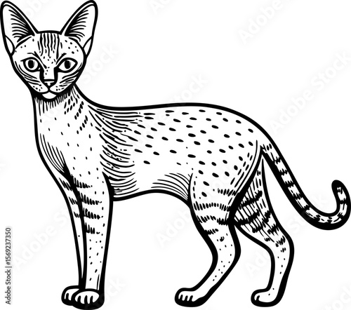 Elegant sphynx cat illustration detailed line art, hairless feline, attentive posture, domestic animal drawing
