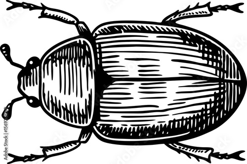 Detailed beetle illustration monochrome vintage insect sketch, entomology drawing, nature wildlife isolated art