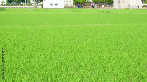 Rice paddies, summer in rural Asia