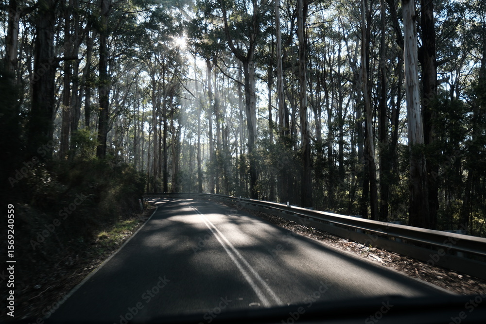 Fototapeta premium The Great Ocean Road, sunlight shine through the dense canopy of tall trees lining the winding asphalt. This image evokes a sense of journey and the natural beauty of the Australian coastline.