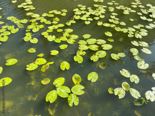 Obraz na plátně Water lilies gently float across a serene pond, their vibrant green leaves forming a harmonious, organic pattern on the water’s surface