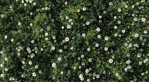 Daisies Blooming in Lush Green Grass
