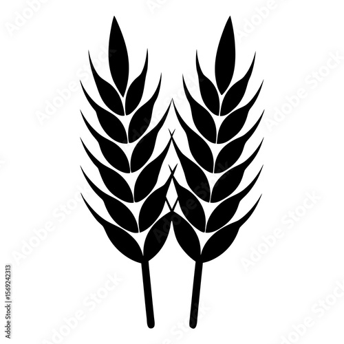 wheat ears isolated on white