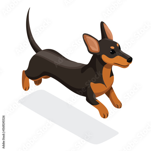 Dachshund jump isometric vector illustration with clean geometry and modern design