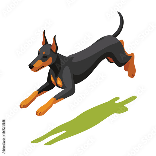 Doberman Pinscher jump isometric vector illustration with clean geometry and modern design