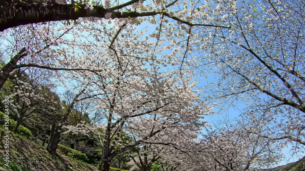 AI-generated cherry blossoms falling gently in a park filled with blooming sakura trees AI-generated cherry blossoms falling gently in a park filled with blooming sakura trees