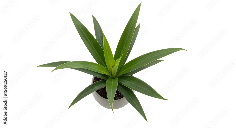 Obraz premium Isolated Plant