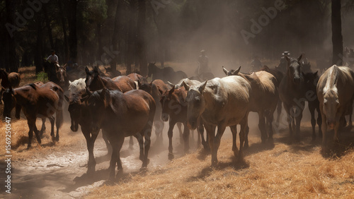 Herd of horses driven by riders through dusty forest during the traditional 