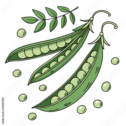 Green beans
  vegetable vector perfect for healthy food, farm, eco, and organic-themed digital design projects.