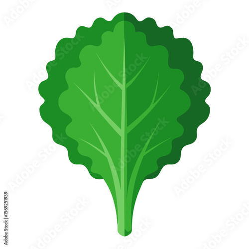 Kale   vegetable vector perfect for healthy food, farm, eco, and organic-themed digital design projects.