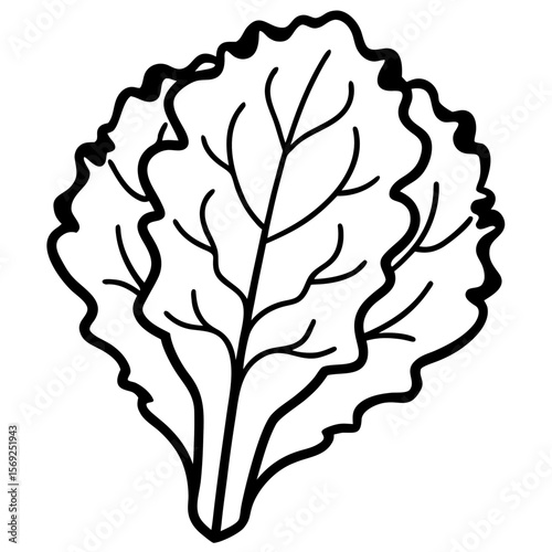 Kale   vegetable vector perfect for healthy food, farm, eco, and organic-themed digital design projects.