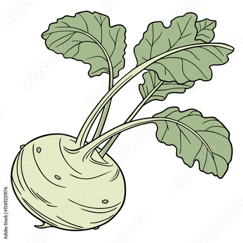 Kohlrabi  vegetable vector perfect for healthy food, farm, eco, and organic-themed digital design projects.