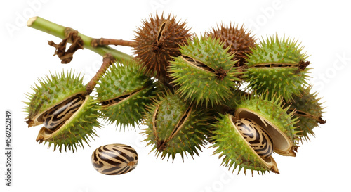 Canvastavla Isolated Castor Bean