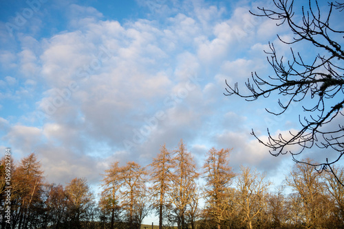 Wallpaper Mural Abernethy Forest Scotland pine woods winter light lichens North landscape Torontodigital.ca