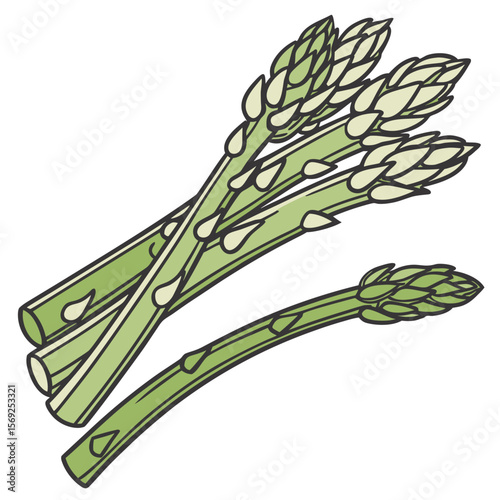 Asparagus  vegetable vector perfect for healthy food, farm, eco, and organic-themed digital design projects.
