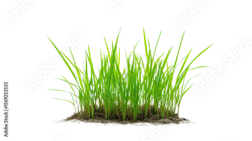 Fresh young rice plant seedling Transparent background, PNG