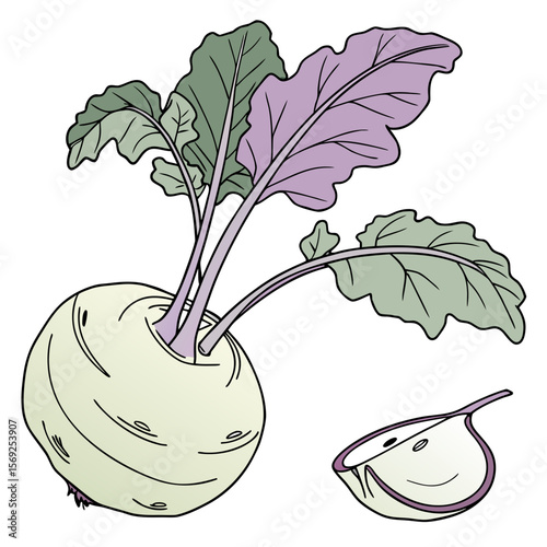 Kohlrabi  vegetable vector perfect for healthy food, farm, eco, and organic-themed digital design projects.