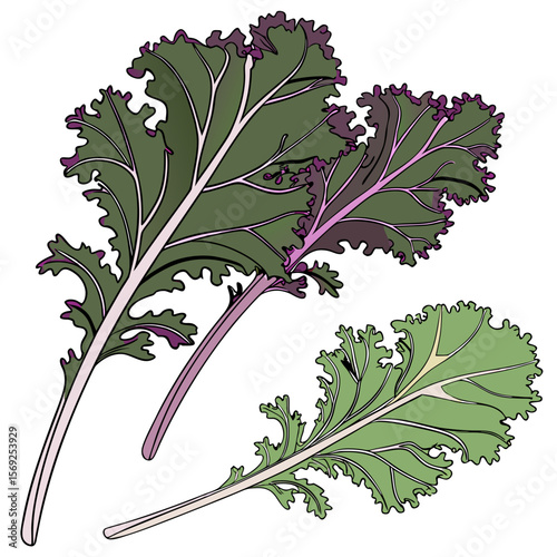Swiss chard  vegetable vector perfect for healthy food, farm, eco, and organic-themed digital design projects.