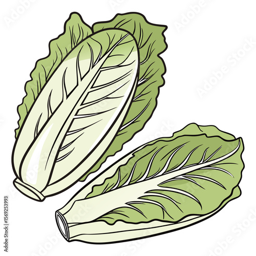 Lettuce vegetable vector perfect for healthy food, farm, eco, and organic-themed digital design projects.