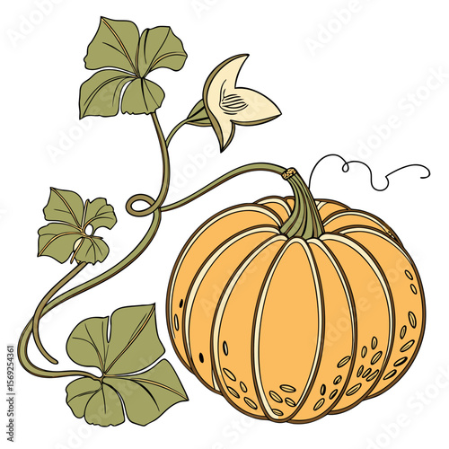 Pumpkin  vegetable vector perfect for healthy food, farm, eco, and organic-themed digital design projects.
  