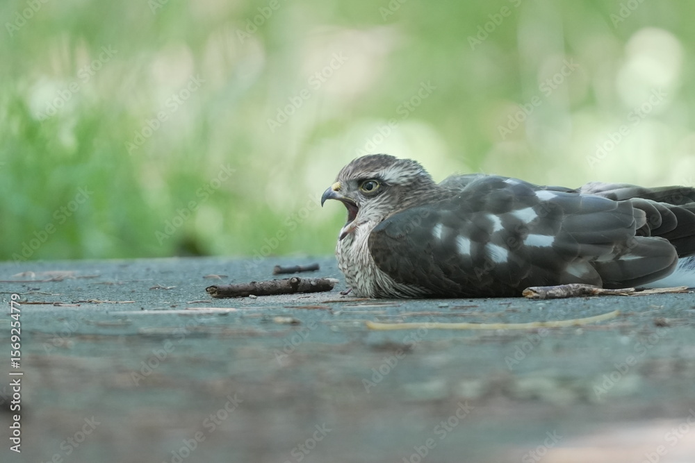 Obraz premium 地面に降りてくつろぐハイタカの幼鳥