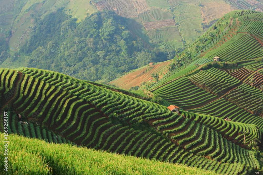 Fototapeta premium Scenic Green Terraced Farms on Hillsides of West Java, Indonesia – Aerial Landscape of Agricultural Beauty