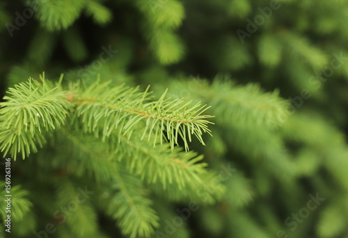 Common douglas fir (Pseudotsuga menziesii)
