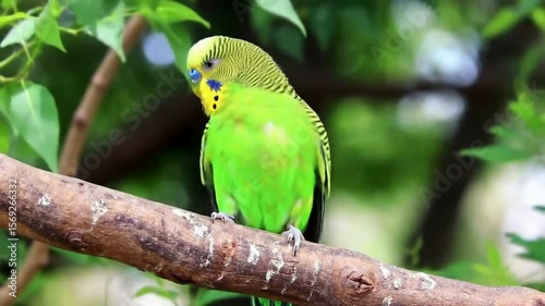 Green budgie parrot sits on wooden branch