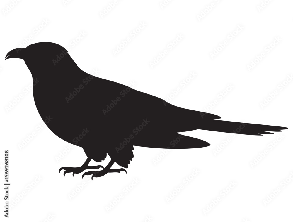 Obraz premium CUCKOO BIRD SILHOUETTE