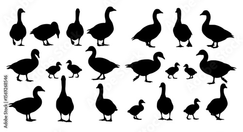Collection of diverse goose and gosling silhouettes in various poses and sizes isolated on transparent background silhouette