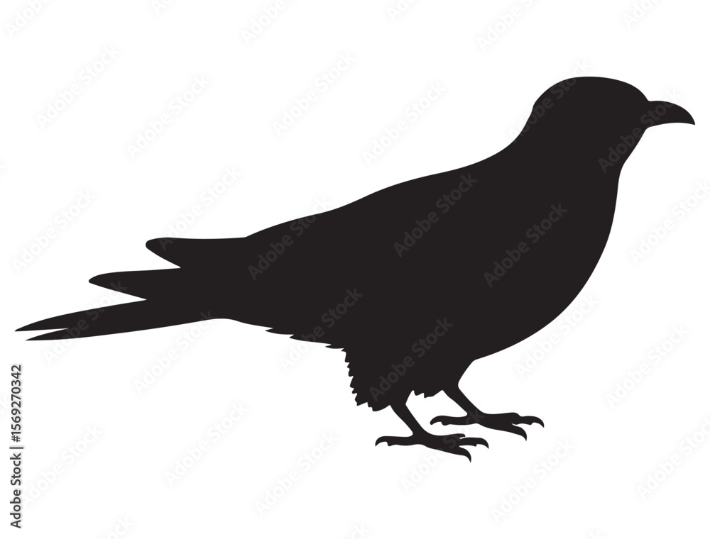 Obraz premium CUCKOO BIRD SILHOUETTE