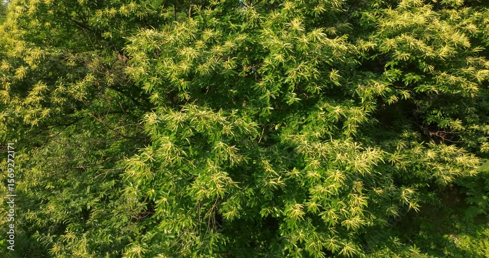 Aerial view of the Sweet Chestnut Tree in Bloom (Castanea sativa)