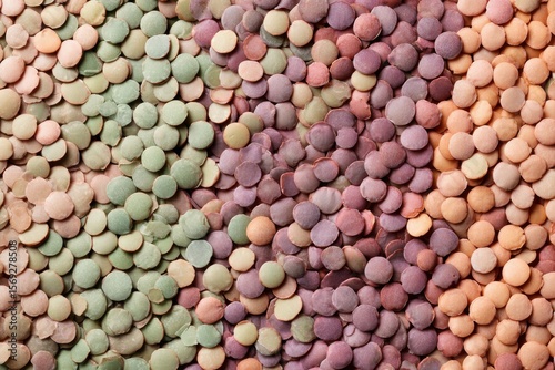 Colorful Lentil Variety Background Green, Purple, and Peachtoned Seeds Full Frame View