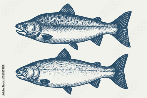 Male and female salmon fish side view engraving style vector illustration