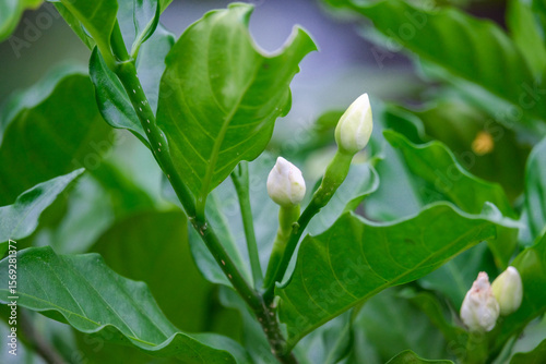 lily of the valley