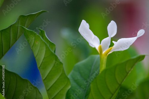 butterfly on a flower