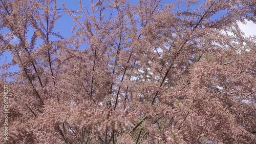 Lace Texture of Tamarisk Flowers in Spring.
