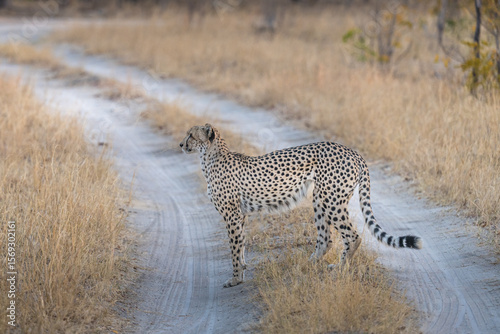 Cheetah in the african bush