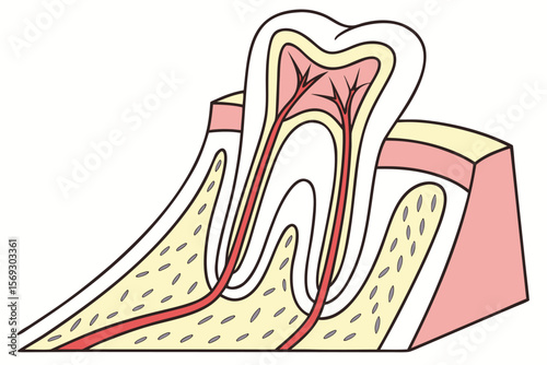 Detailed Tooth Illustration Showing Enamel, Dentin, and Root Structure for Dental Education