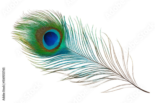 single iridescent peacock feather isolated on white background