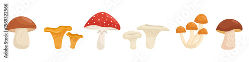 Fall forest mushrooms clipart set. Hand drawn autumn fungi collection, chanterelles, porcini, amanita. Botanical illustration for seasonal design.