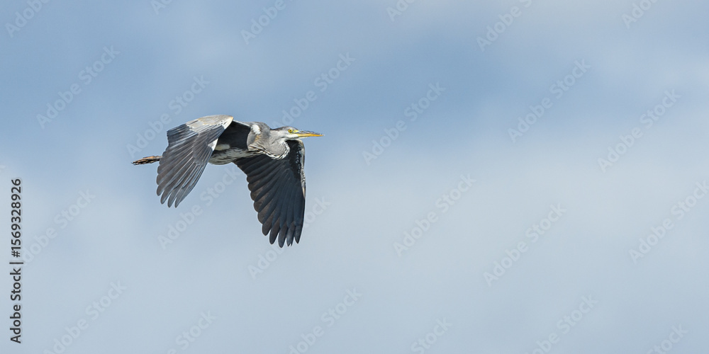 Obraz premium grey heron (Ardea cinerea) in flight
