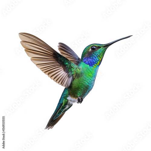 Iridescent green hummingbird with blue throat and spread wings in flight isolated on transparent background