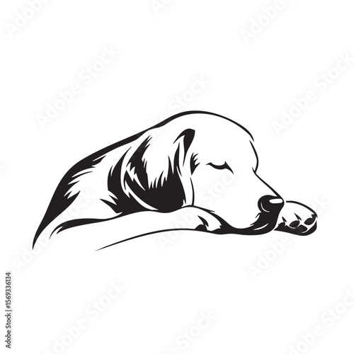  A peaceful dog sleeping with its head on its paw.