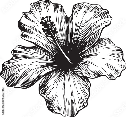 A black and white sketch of a hibiscus flower