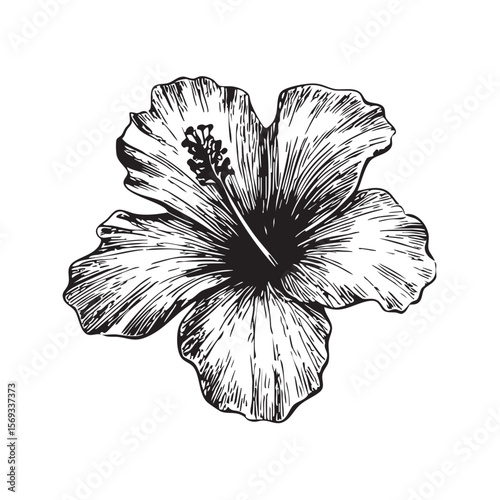  A black and white sketch of a hibiscus bloom.