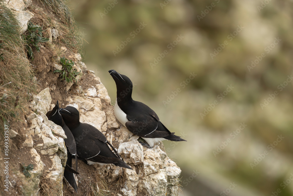 Fototapeta premium Razorbill's Alca torda perched on a cliff ledge during the summer breeding season at bempton cliffs RSPB site
