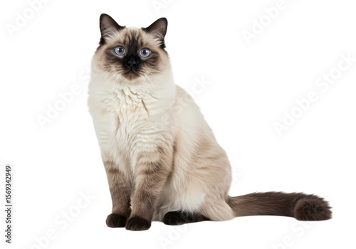 A Majestic Seal Point Siamese Cat Portrait of Elegance and Serenity isolated on transparent background