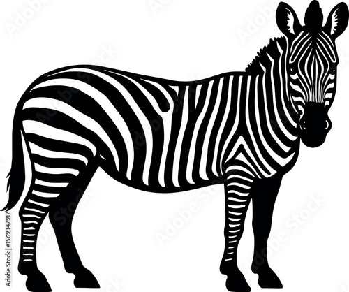 Zebra vector silhouette design