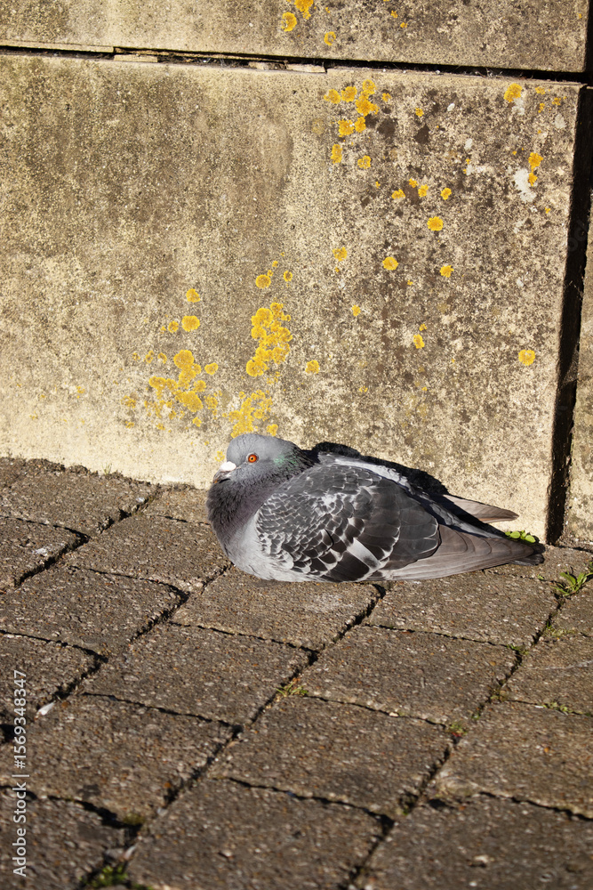 Fototapeta premium pigeon on the ground